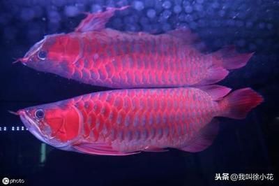 白子紅龍魚市場價格走勢（白子紅龍魚的價格在哪些地區(qū)會有所不同？） 水族問答