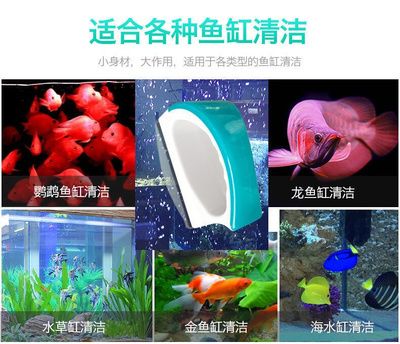 龍魚缸用什么工具魚（龍魚缸工具魚的選擇和養(yǎng)護(hù)技巧龍魚混養(yǎng)指南）