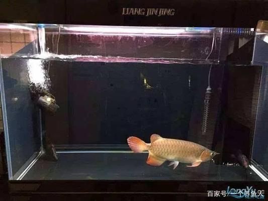 龍魚缸每次換水多少合適（龍魚缸換水注意事項(xiàng)龍魚缸換水最佳時(shí)機(jī)水質(zhì)管理技巧）