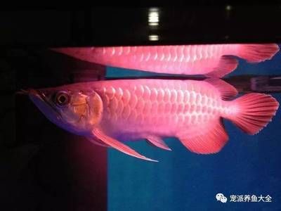 龍魚老頭魚的表現(xiàn)（老頭魚的養(yǎng)殖技巧） 龍魚百科 第4張