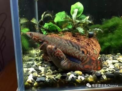 龍魚家里養(yǎng)幾個好（家里養(yǎng)龍魚的最佳數(shù)量） 龍魚百科 第5張