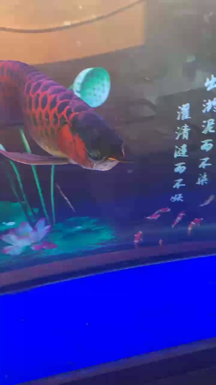 ??（憂郁的路蘇評論：請問這是哪個品牌的魚）