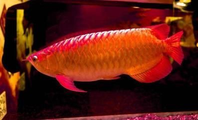 紅龍魚種類排名（紅龍魚品種排名，辣椒紅色全身而聞名，） 龍魚百科 第5張