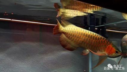 龍魚(yú)改口技巧圖解（龍魚(yú)改口后飲食調(diào)整，） 龍魚(yú)百科 第1張