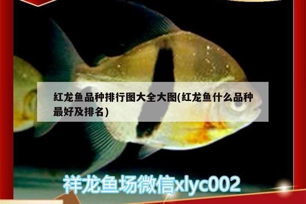 白金龍魚飼養(yǎng)技巧有哪些？（白金龍魚的飼養(yǎng)方法） 水族問答