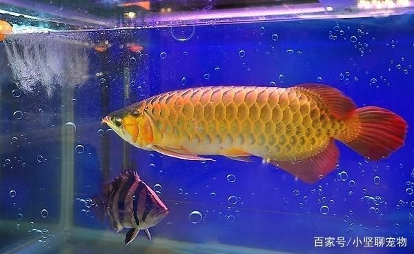 龍魚混養(yǎng)小妙招大全（龍魚混養(yǎng)空間布局技巧龍魚混養(yǎng)空間布局技巧）