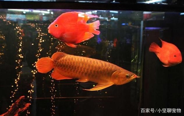 龍魚混養(yǎng)小妙招大全（龍魚混養(yǎng)空間布局技巧龍魚混養(yǎng)空間布局技巧）