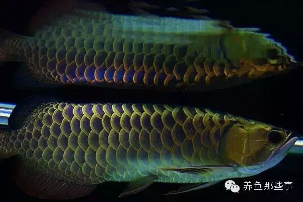 金龍魚的顏色有幾種類型 龍魚百科 第2張