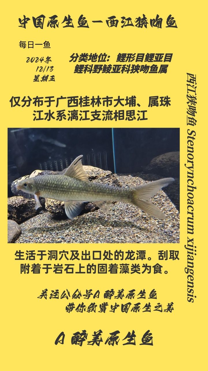 西江狹吻魚（學(xué)習(xí)西江,啊哦咿嗚評(píng)論：學(xué)習(xí)西江,啊哦咿嗚評(píng)論） 觀賞魚論壇