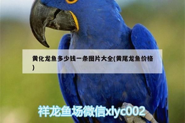 黃化龍魚23厘米價(jià)格（紅龍魚與黃化龍魚的區(qū)別，）