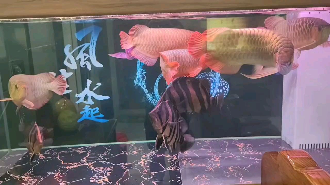 這龍魚還能再紅嗎？（廣東精神病研究中心評(píng)論：沒開側(cè)燈，白底養(yǎng)的龍魚，剛剛換為黑底）