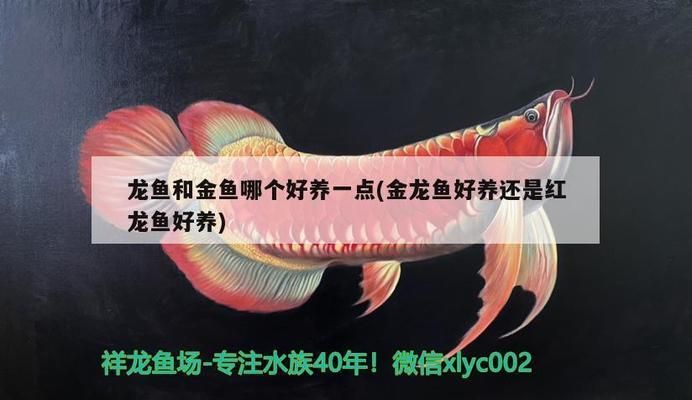 龍魚和金魚哪個好養(yǎng)一點呢（金魚與龍魚混養(yǎng)注意事項） 龍魚百科 第2張