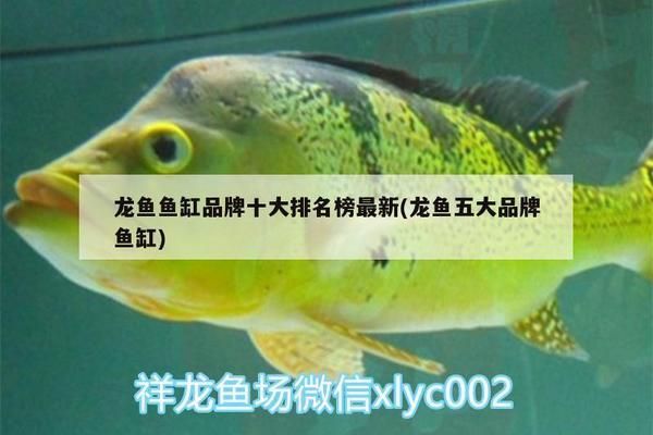 龍魚魚缸排行榜（閩江水族魚缸品牌售后服務(wù)對比森森魚缸用戶評價匯總）