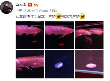 紅龍魚掉了片鱗怎么辦?。t龍魚掉鱗怎么辦）