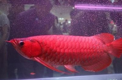 蘭州紅龍魚（蘭州水族店紅龍魚價格） 龍魚百科 第3張