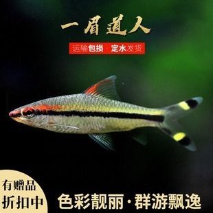 一眉道人魚(yú)苗（一眉道人魚(yú)苗的養(yǎng)殖要點(diǎn)）