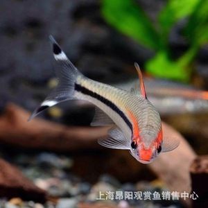 一眉道人魚苗（一眉道人魚苗的養(yǎng)殖要點(diǎn)） 龍魚百科 第4張