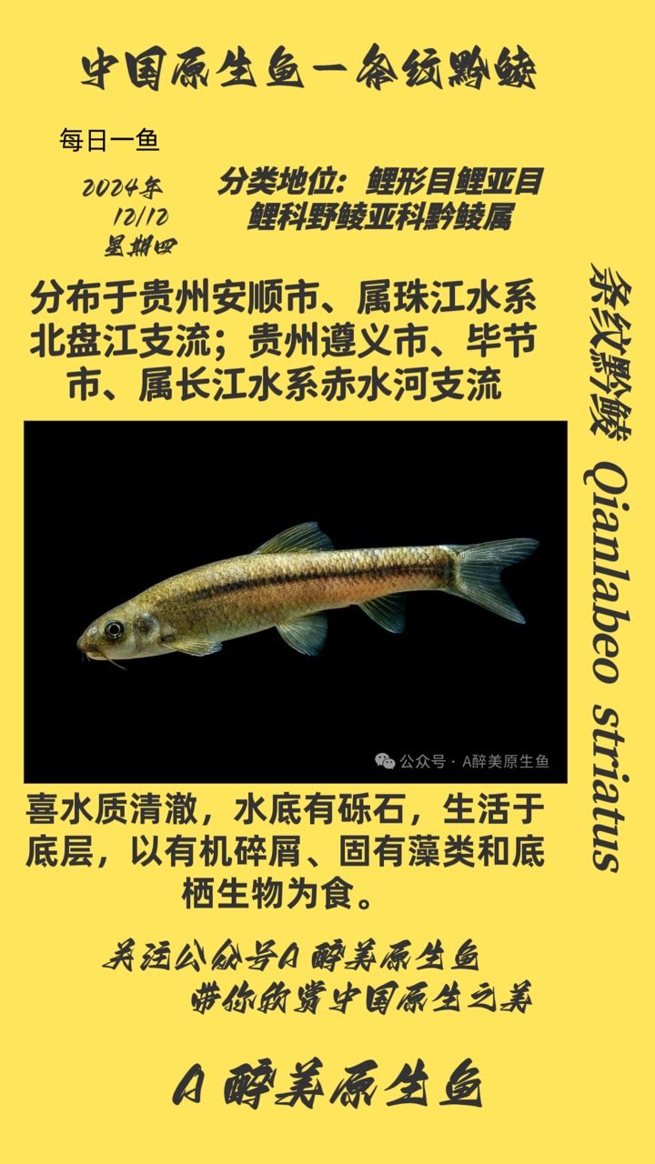 條紋黔鯪（貴州） 觀賞魚論壇