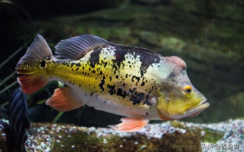 雷龍魚 魚缸（雷龍魚魚缸尺寸、ph值的控制、布景元素的選擇及注意事項） 龍魚百科 第2張