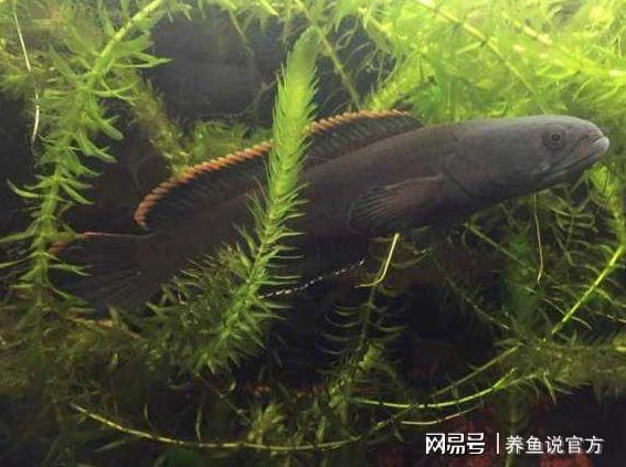 最好看好養(yǎng)的雷龍魚品種有哪些（雷龍魚品種各有千秋，） 龍魚百科 第2張