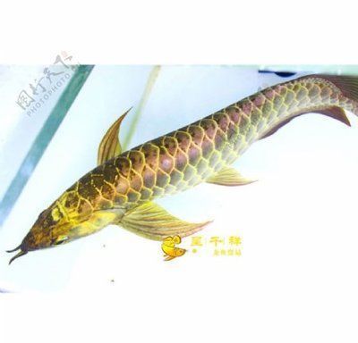 紅龍魚(yú)售價(jià)（紅龍魚(yú)品種、品相、品相、大小等多種因素有很大差異） 龍魚(yú)百科 第4張