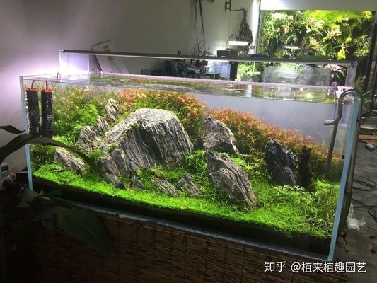 1.2米魚缸造景教程（1.2米魚缸造景風(fēng)格選擇魚缸造景水草養(yǎng)護(hù)技巧） 龍魚百科 第4張