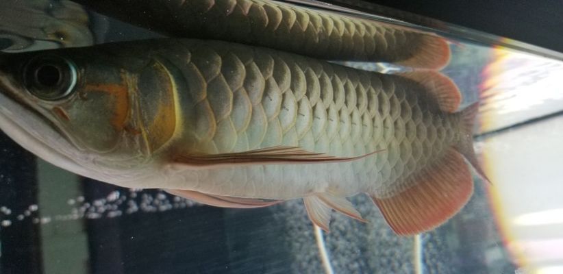 最好的龍魚(yú)飼料排名 龍魚(yú)百科 第3張