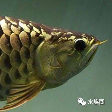 龍魚缸怎么搭配魚顯得高檔不亂（龍魚混養(yǎng)魚種顏色搭配）