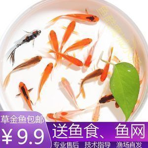 龍魚可以吃活小魚嗎（龍魚吃活小魚是否健康龍魚活餌選擇技巧） 龍魚百科 第3張