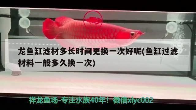 龍魚(yú)過(guò)濾材料 多久（龍魚(yú)過(guò)濾材料更換頻率） 龍魚(yú)百科 第5張