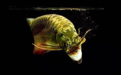 龍魚(yú)過(guò)濾材料 多久（龍魚(yú)過(guò)濾材料更換頻率） 龍魚(yú)百科 第3張