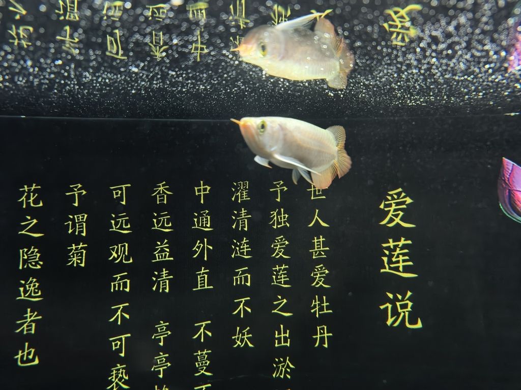 新龍到家第三天（祥瑞九天評論：2824年12月8日到家，小魚狀態(tài)可以） 觀賞魚論壇 第2張