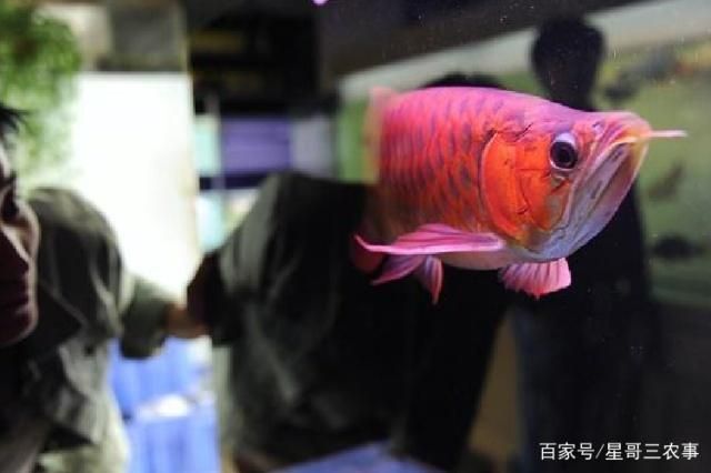 金魚和金龍魚（金魚與金龍魚的區(qū)別） 龍魚百科 第4張