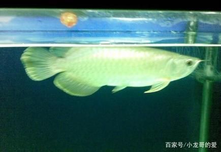 龍魚(yú)高背和過(guò)背的區(qū)別（過(guò)背金龍魚(yú)與高背金龍魚(yú)的區(qū)別） 龍魚(yú)百科 第4張