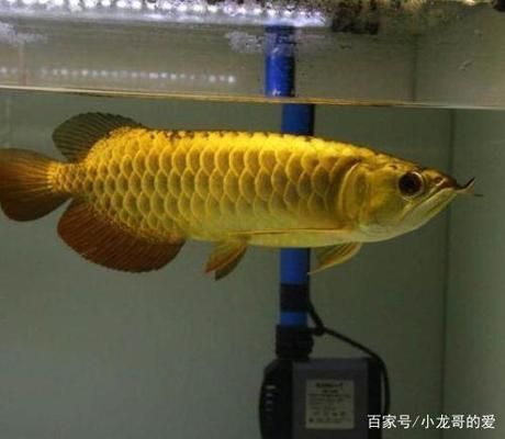 龍魚(yú)高背和過(guò)背的區(qū)別（過(guò)背金龍魚(yú)與高背金龍魚(yú)的區(qū)別） 龍魚(yú)百科 第5張