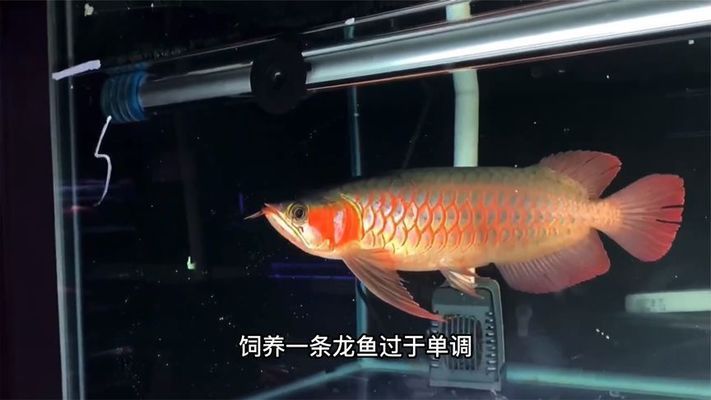 高檔龍魚(yú)配魚(yú)（高檔龍魚(yú)混養(yǎng)技巧） 龍魚(yú)百科 第4張