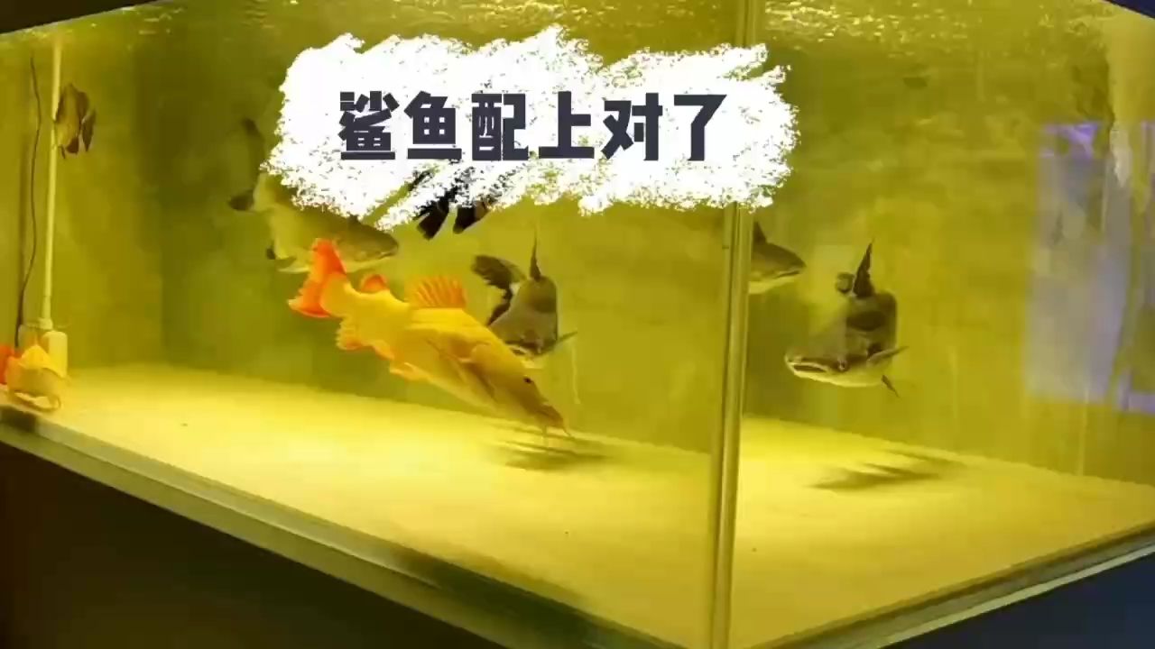 （金雞暢天下評(píng)論：贊贊贊） 觀賞魚論壇