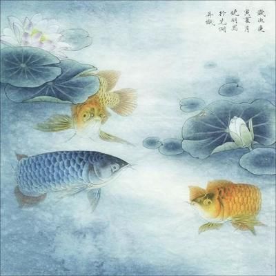 金龍魚圖畫大全大圖簡單又好看（金龍魚圖畫大全）