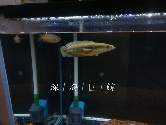 黑魔神雷龍魚有幾個品種（黑魔神雷龍魚的主要品種及其特點(diǎn)黑魔神雷龍魚的飼養(yǎng)技巧）