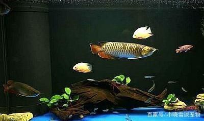 金龍魚缸配魚好不好用呢（金龍魚缸配魚的可行性分析藍(lán)底魚缸對(duì)金龍魚的影響） 龍魚百科 第1張