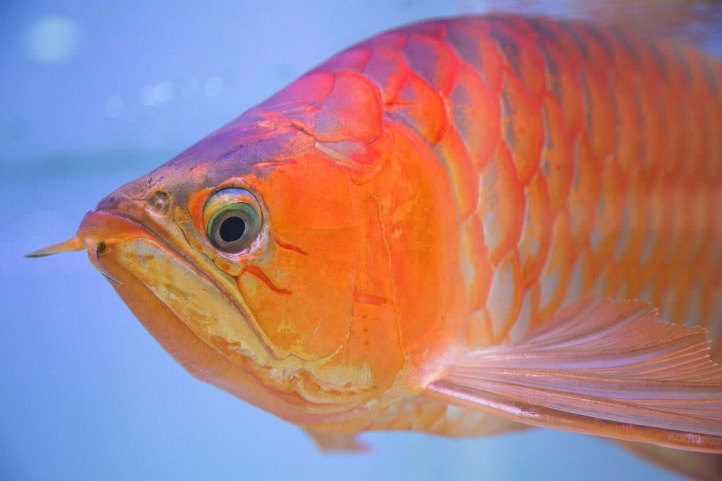 湘鄉(xiāng)市東山辦事處龍城水族館（湘鄉(xiāng)東山辦事處龍城水族館）