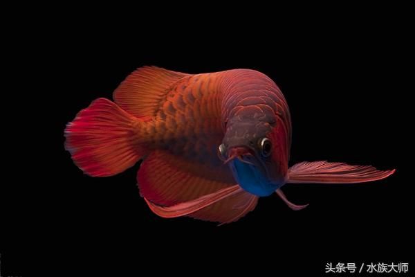 龍魚缸水ph值多少正常（龍魚缸ph值在6.5至7.5之間被認為是正常的） 龍魚百科 第4張