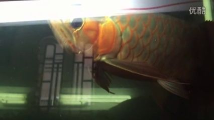 綠皮紅龍魚36公分（綠皮紅龍魚價格波動原因綠皮紅龍魚發(fā)色技巧分享） 龍魚百科 第3張