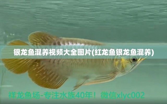 龍魚(yú)和銀龍魚(yú)一起養(yǎng)嗎（龍魚(yú)和銀龍魚(yú)可以一起養(yǎng)但需要注意一些事項(xiàng)以確保它們和諧共處）