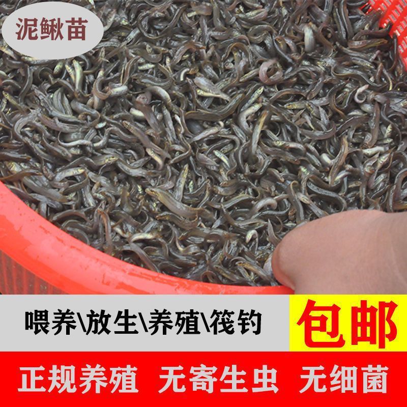 龍魚活餌如何消毒（龍魚活餌殺菌處理方法）