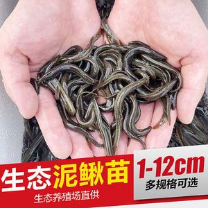 龍魚活餌如何消毒（龍魚活餌殺菌處理方法）