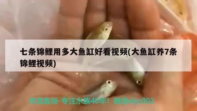 鞍山金龍魚市場占有率（鞍山金龍魚在華南地區(qū)的市場占有率是多少鞍山金龍魚在華東地區(qū)的市場占有率如何） 水族問答