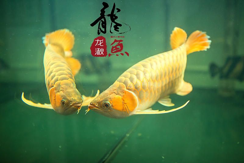 龍魚美圖（關(guān)于龍魚的美圖及相關(guān)信息） 龍魚百科 第3張