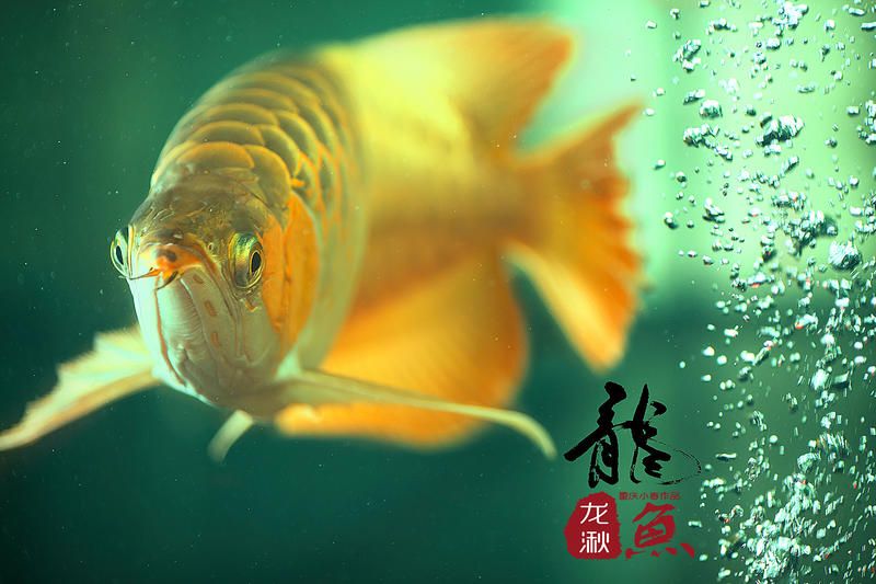 龍魚美圖（關(guān)于龍魚的美圖及相關(guān)信息） 龍魚百科 第2張