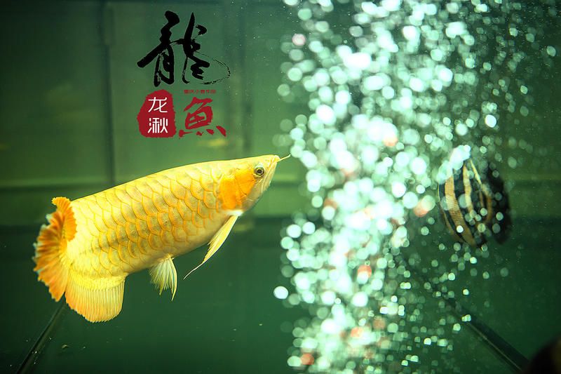 龍魚美圖（關(guān)于龍魚的美圖及相關(guān)信息） 龍魚百科 第1張